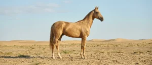 Achal-Tekkiner