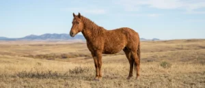 American Bashkir Curly / Curly Horse