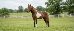 American Miniature Horse