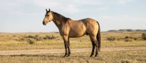American Quarter Horse