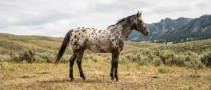 Appaloosa