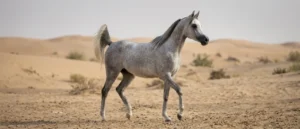 Arabisches Vollblut