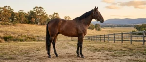 Australian Stock Horse