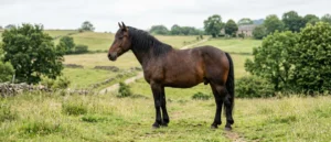 Auvergne-Pferd