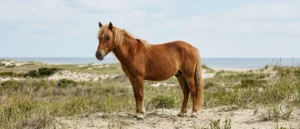 Banker Horse