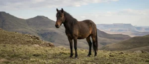 Basotho Pony