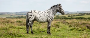 British Spotted Pony