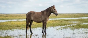 Caballo de las Retuertas