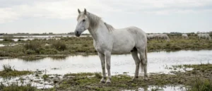 Camargue-Pferd