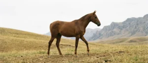 Caspian Horse