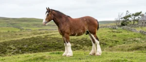 Clydesdale