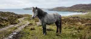 Eriskay Pony