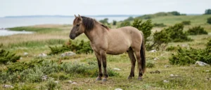 Estnisches einheimisches Pferd