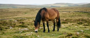 Exmoor Pony