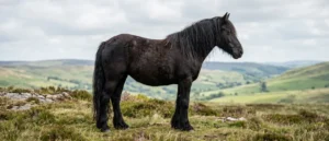 Fell Pony