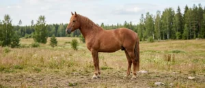 Finnhorse