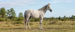 Florida Cracker Horse