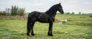 Friese
