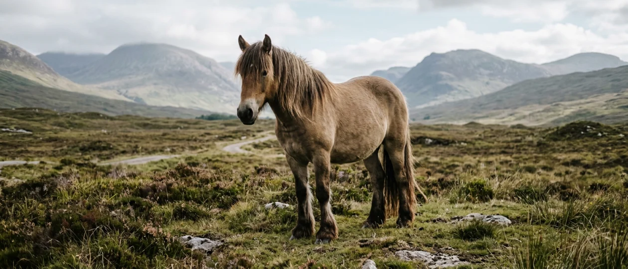 Highland Pony