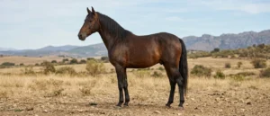 Hispano-Araber