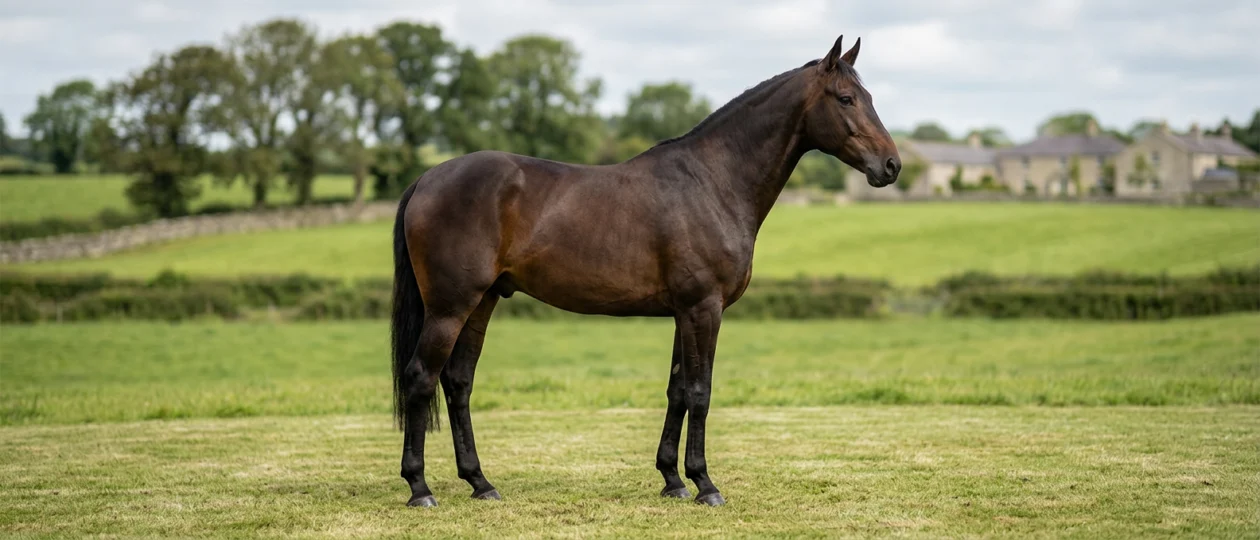 Irish Sport Horse