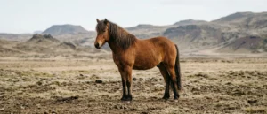 Islandpferd