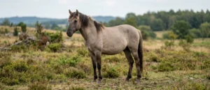 Konik polski