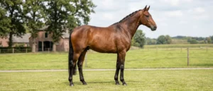 KWPN / Niederländisches Warmblut