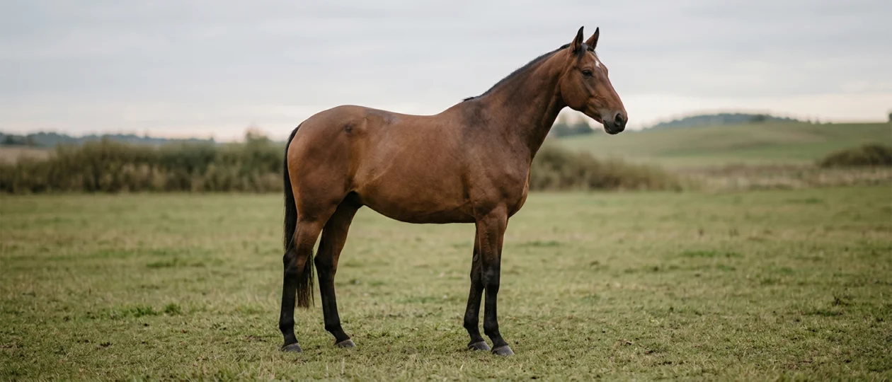 Lettisches Warmblut