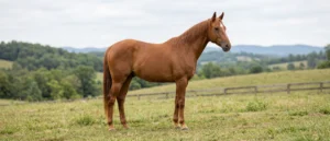 Mountain Pleasure Horse