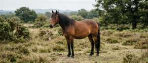 New Forest Pony
