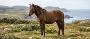 Newfoundland Pony