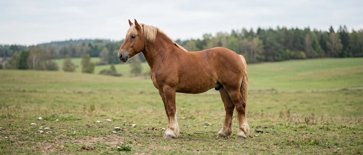 Polnischer Ardenner