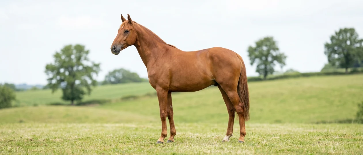 Poney Français de Selle