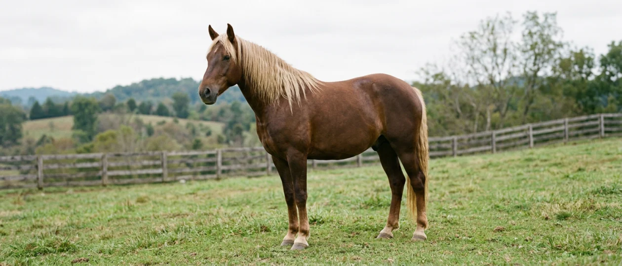 Rocky Mountain Horse