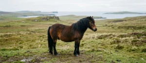Shetland Pony