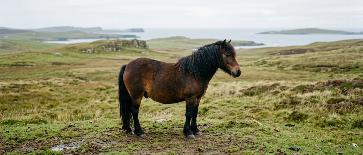 Shetland Pony