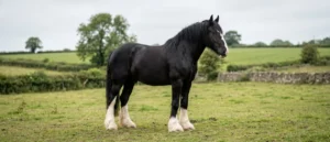 Shire Horse