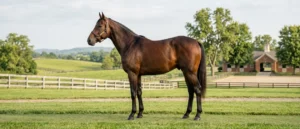 Standardbred