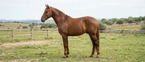 Trotador Español