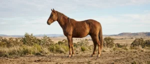Waler Horse