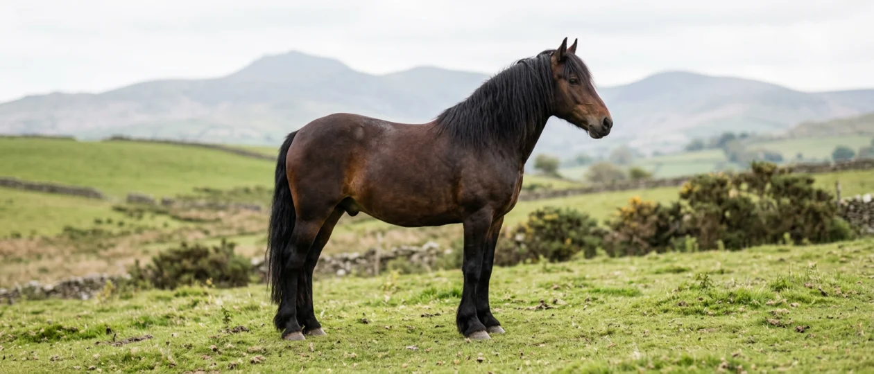 Welsh Cob (Sektion D)
