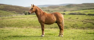 Welsh Mountain Pony (Sektion A)