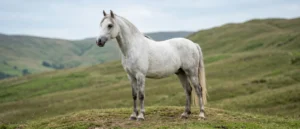 Welsh Pony (Sektion B)